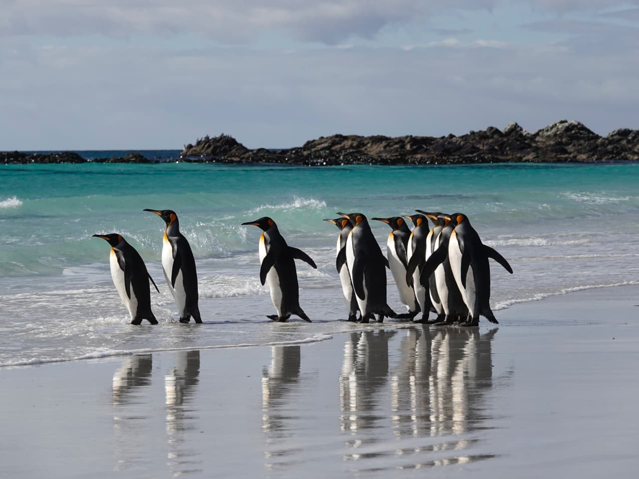 Falklands Pinguine